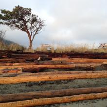 Driftwood on Nanaimo beach